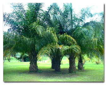 Oil Palm Fiber - is Colon Cleanse safe